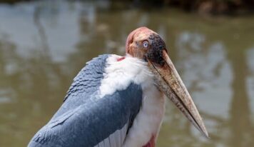 Descubriendo Hierve el Agua Oaxaca: Actividades y recomendaciones